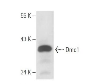 Dmc1 Antibody (3C134) - Western Blotting - Image 18134