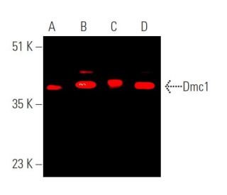 Dmc1 Antibody (A-6) - Western Blotting - Image 370550