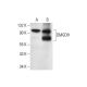 DMGDH Antibody (A-9) - Western Blotting - Image 303485 