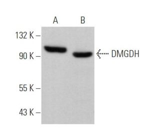 DMGDH Antibody (A-9) - Western Blotting - Image 371284 
