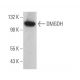 DMGDH Antibody (A-9) - Western Blotting - Image 371279