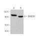 DMGDH Antibody (A-9) - Western Blotting - Image 371284 