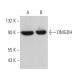 DMGDH Antibody (E-6) - Western Blotting - Image 371283 