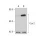 Cox-2 (D-12): sc-166475. Western blot analysis of Cox-2 expression in untreated (A) and DMNQ (sc-202586) treated (B) RAW 2 