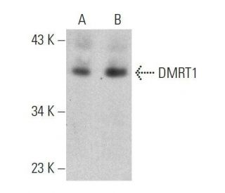 DMRT1 Antibody (A-9) - Western Blotting - Image 359455 