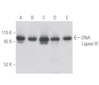 DNA Ligase III Antibody (7) - Western Blotting - Image 398093 