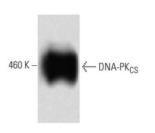 DNA-PK<sub>CS</sub> Antibody (6) - Western Blotting - Image 60284