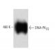 DNA-PKCS Antibody (6) - Western Blotting - Image 60284