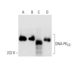 DNA-PK<sub>CS</sub> Antibody (E-3) - Western Blotting - Image 296894 