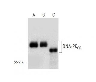 DNA-PK<sub>CS</sub> Antibody (E-6) - Western Blotting - Image 296895 