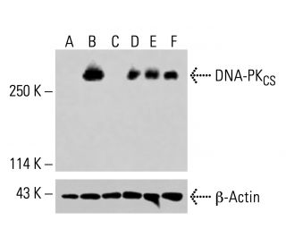 DNA-PK<sub>CS</sub> Antibody (E-6) - Western Blotting - Image 415139 