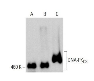 DNA-PKCS Antibody (G-12) - Western Blotting - Image 379849 