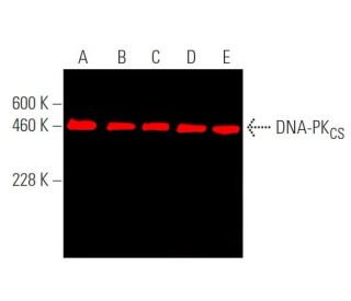 DNA-PKCS Antibody (G-12) - Western Blotting - Image 375280