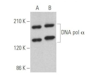 DNA pol &alpha; Antibody (G-12) - Western Blotting - Image 359041 