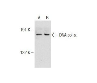 DNA pol α Antibody (G-12) - Western Blotting - Image 141691