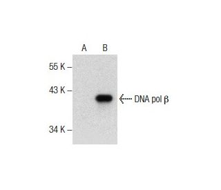 DNA pol β Antibody (D-11) - Western Blotting - Image 157470The Double Nickase Plasmid features a U6 promoter for sgRNA expression, a 20 nt targeting sequence, and a gRNA scaffold to guide Cas9n. It includes a CBh promoter for Cas9n (D10A) and puromycin resistance, GFP for transfection verification, and nuclear localization signals (NLS). The 2A peptide allows co-expression of Cas9n and Puro from a single promoter, enabling precise genome editing with reduced off-target effects.