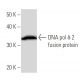 DNA pol δ 2 Antibody (2762C3a) - Western Blotting - Image 16634