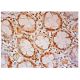 DNA pol δ 2 Antibody (D-7) - Immunohistochemistry - Image 305547 