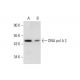 DNA pol δ 2 Antibody (D-7) - Western Blotting - Image 289700 