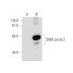 DNA pol δ 2 Antibody (E-7) - Western Blotting - Image 289899 