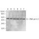DNA pol δ 2 Antibody (E-7) - Western Blotting - Image 376918