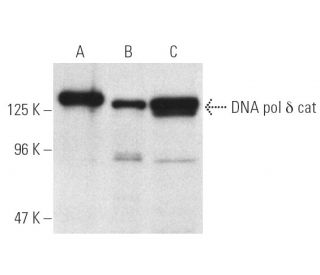 DNA pol &delta; cat Antibody (C-2) - Western Blotting - Image 1301 