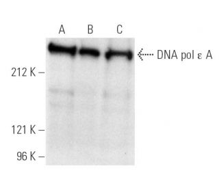 DNA pol &epsilon; A Antibody (3C5.1) - Western Blotting - Image 1302