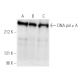 DNA pol ε A Antibody (3C5.1) - Western Blotting - Image 1302