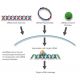 RNAi-directed mRNA Cleavage DNA pol epsilon B siRNA and shRNA Plasmids (m) - RNAi-directed mRNA Cleavage