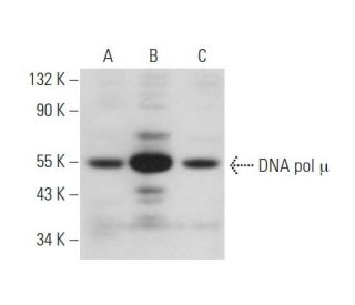 DNA pol &micro; Antibody (C-1) - Western Blotting - Image 345971 