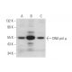 DNA pol µ Antibody (C-1) - Western Blotting - Image 345971 