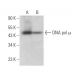 DNA pol µ Antibody (C-1) - Western Blotting - Image 373217