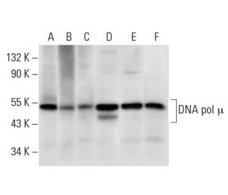 DNA pol &micro; Antibody (E-8) - Western Blotting - Image 308072 