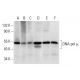 DNA pol µ Antibody (E-8) - Western Blotting - Image 308072 