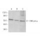 DNA pol µ Antibody (E-8) - Western Blotting - Image 372068