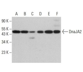 DnaJA2 Antibody (7) - Western Blotting - Image 379565 