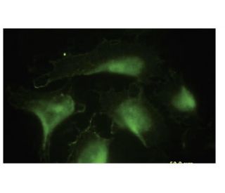 DnaJA4 Antibody (LL2) - Immunofluorescence - Image 35648 