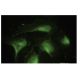 DnaJA4 Antibody (LL2) - Immunofluorescence - Image 35648 