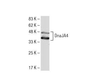 DnaJA4 Antibody (LL2) - Western Blotting - Image 34088 