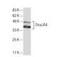 DnaJA4 Antibody (LL2) - Western Blotting - Image 34088 