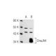 DnaJA4 Antibody (LL2) - Western Blotting - Image 46960
