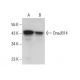DnaJB14 Antibody (D-6) - Western Blotting - Image 376666 