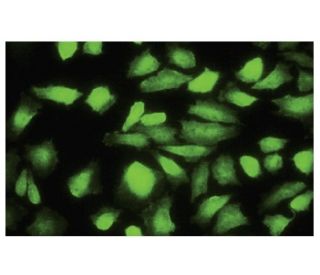 DnaJB6 Antibody (RQ-6) - Immunofluorescence - Image 35646 