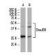 DnaJB6 Antibody (RQ-6) - Western Blotting - Image 34083