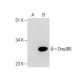 DnaJB6 Antibody (RQ-6) - Western Blotting - Image 282654 