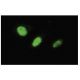 DnaJC7 Antibody (82SS) - Immunofluorescence - Image 35654 