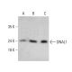 DNAL1 Antibody (AT29E4) - Western Blotting - Image 385147