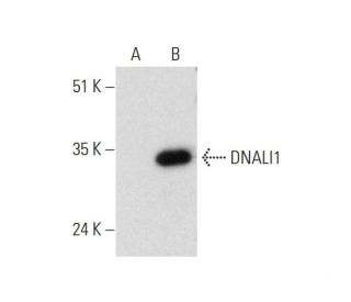 DNALI1 Antibody (A-9) - Western Blotting - Image 333375