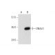 DNALI1 Antibody (A-9) - Western Blotting - Image 333375