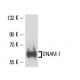 DNAM-1 Antibody (11A8) - Western Blotting - Image 16162 